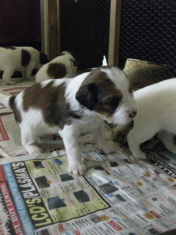 Puppies